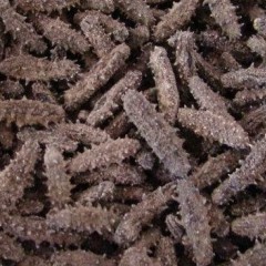 供应纯天然淡干海参