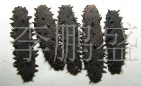 供应盐渍海参及鲜活海参