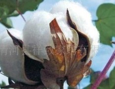 供应优质棉花 种子棉