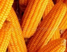 长期大量供应年新玉米