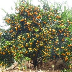 供应未采摘的新鲜沙糖桔