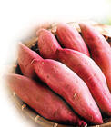 河北魏县红薯，地瓜，薯块大小均匀，色好味好