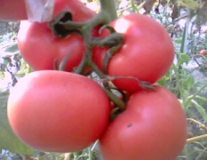 费县胡阳：供应三万多亩大棚西红柿