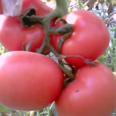 费县胡阳：供应三万多亩大棚西红柿