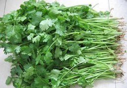 供应库存香菜及其它果蔬产品