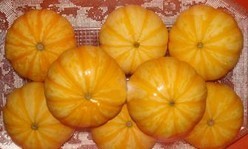 山东寿光：供应小南瓜