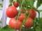 大量供应粉红色西红柿