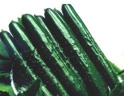 供应黄瓜，茄子等