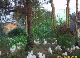 江西泰和：供应乌鸡种蛋，乌鸡苗