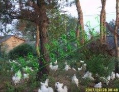 江西泰和：供应乌鸡种蛋，乌鸡苗