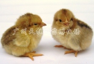 供应广州麻黄鸡苗