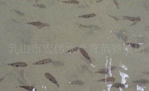 供应优质红鳍东方鲀鱼苗