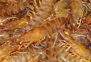 常年批发供应优质鲜活日本对虾，大菱鲆，海参，河豚等