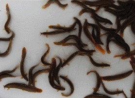 供应优质大鳞副泥鳅种苗，黄鳝种苗