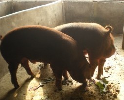 湖北荆州：供应种猪