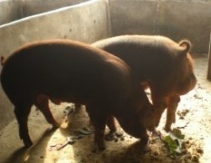 湖北荆州：供应种猪