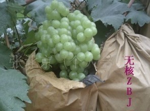 绿色食品无核葡萄-----无核现已上市