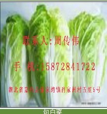 湖北嘉鱼：大量供应白菜冬强包菜