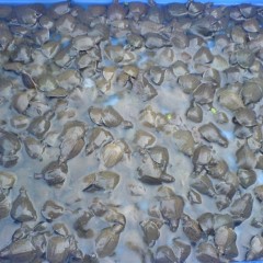 湖南供应优质50-100克甲鱼苗