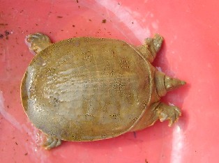 广西平南：常年大量供应水鱼，甲鱼