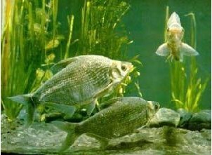 湖北宜昌：大量出售成鱼武昌鱼