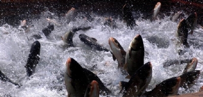 北京市2011新年鱼苗上市，价格优惠