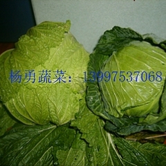 潘家湾十万亩无公害蔬菜基地直供优质大白菜、甘蓝等