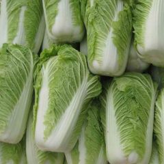 河南夏邑：供应大白菜