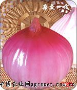 供应库存洋葱、荷兰土豆、蒜苔等各种保鲜蔬菜