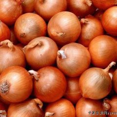 供应黄皮洋葱
