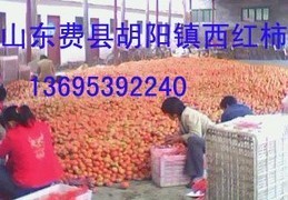 供应粉红西红柿，早春西瓜，甜瓜等