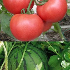 供应西红柿，2月初有西葫芦