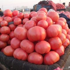 大棚西红柿正月份上市