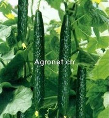 供应优质莘县黄瓜