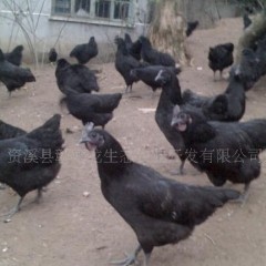供应江西抚州乌鸡苗土鸡苗