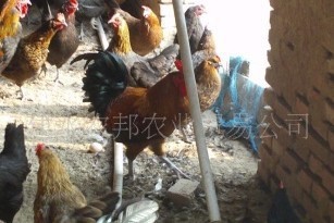 云南长年大量供应优质/青脚/细脚/麻羽土鸡苗