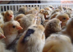 河南固始：供应天然土鸡苗