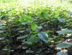 广东肇庆供应：印度原装进口小叶紫檀树苗，品质纯正
