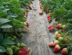 河北保定供应：多个品种优质草莓苗