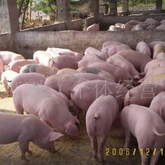 河北省唐山市：供应二元、三元仔猪