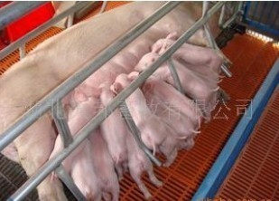 湖北黄冈供应长白种猪