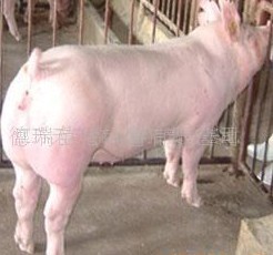 江苏宿迁供应三元杂交猪仔