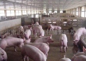 河南正阳县优良仔猪
