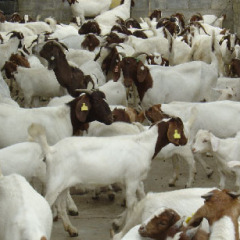 山东供应各种种羊