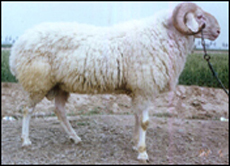 山东聚鑫牧业常年供应各种牛羊畜种