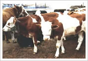 山东国佳牧业长期供应各种牛羊畜种