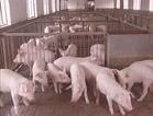 山东供应各种仔猪