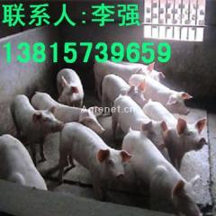 江苏供应三元苗猪
