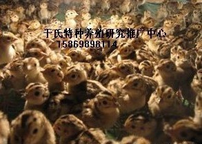 湖南邵阳供应山鸡苗