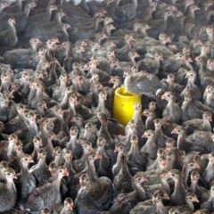 广东佛山供应珍珠鸡苗